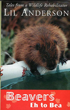 Beavers Eh to Bea
